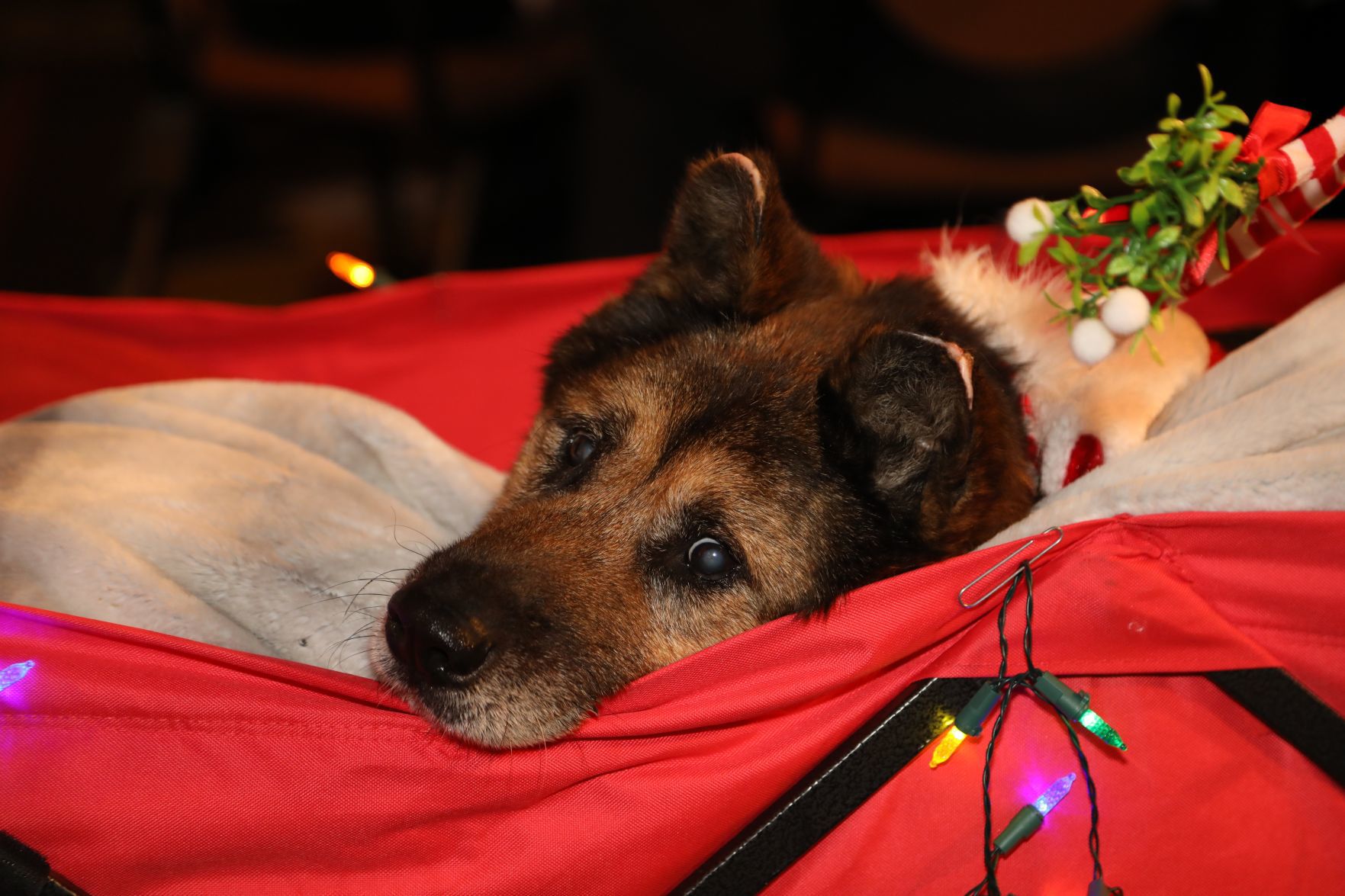 2018-Stray-Rescue-Gala-042.JPG